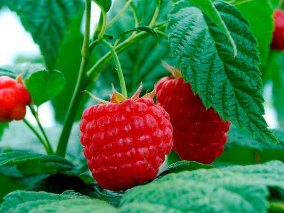 Carry out regular raspberry care