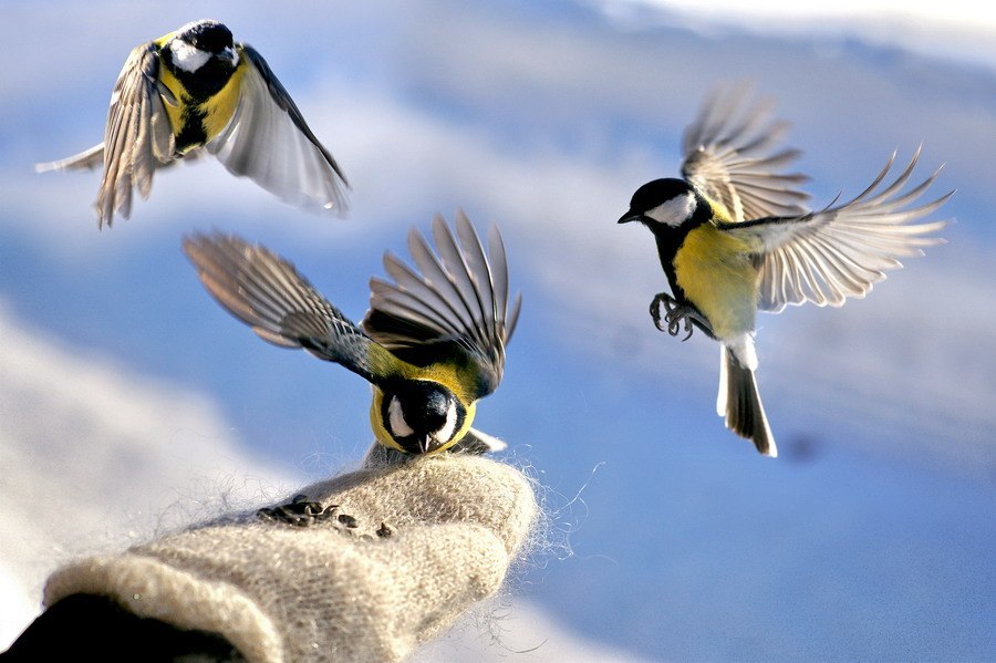Чем лучше не кормить птиц зимой?