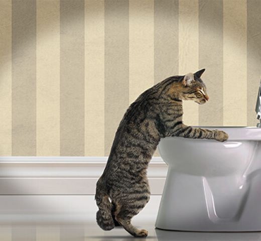 Muntah pada kucing: Penyebab, perawatan. Muntah pada kucing dengan makanan, dengan darah