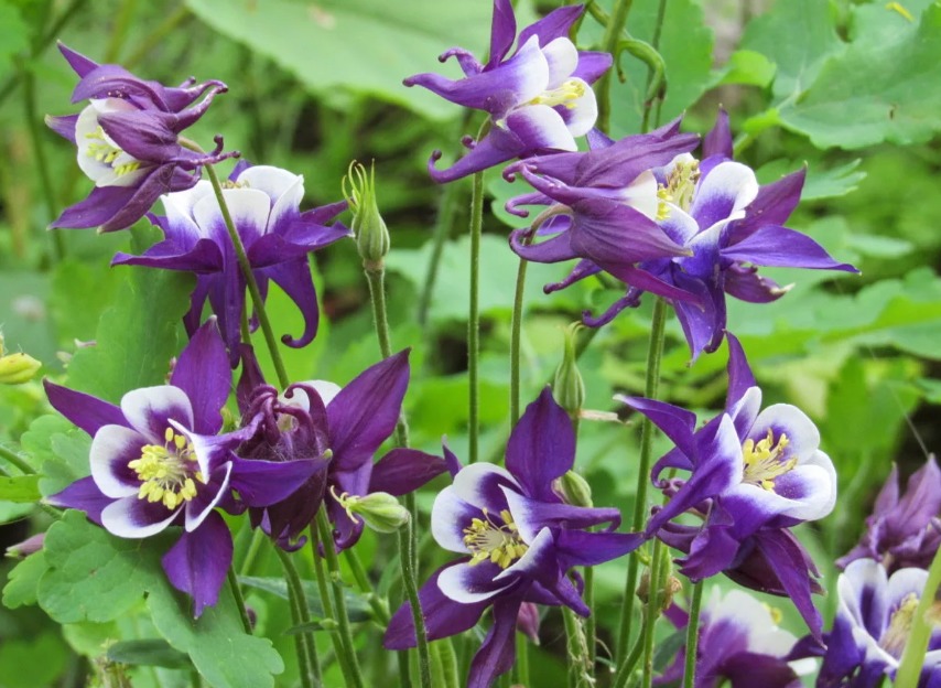 Aquilegia