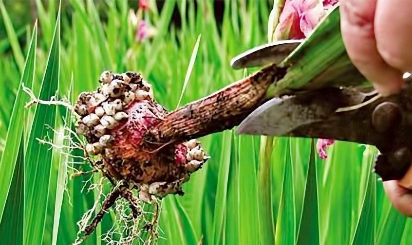 Pruning gladioli