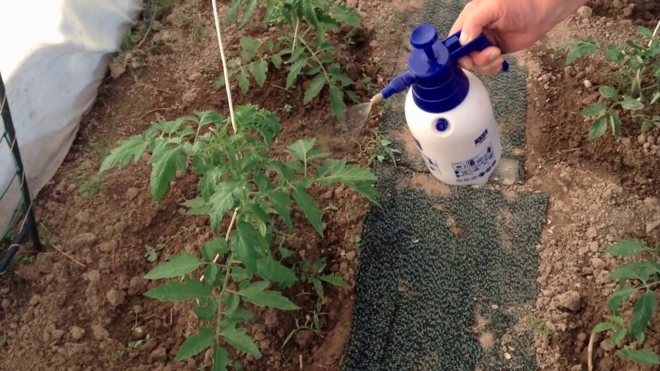 Spraying the garden Fufanon Nova