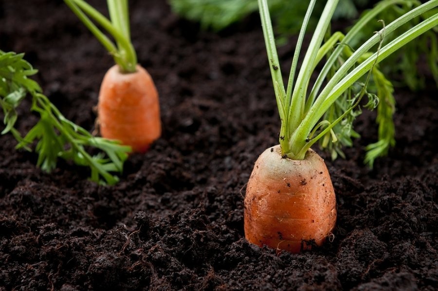 Прореживание морковки