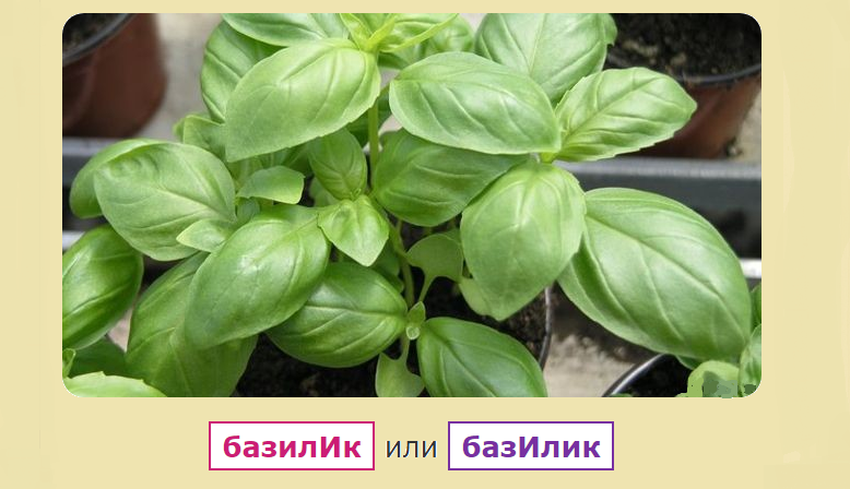 Из букв базилика. Базилик или базилик ударение. Базилика ударение. Базилик ударение в слове. Базилик на английском.