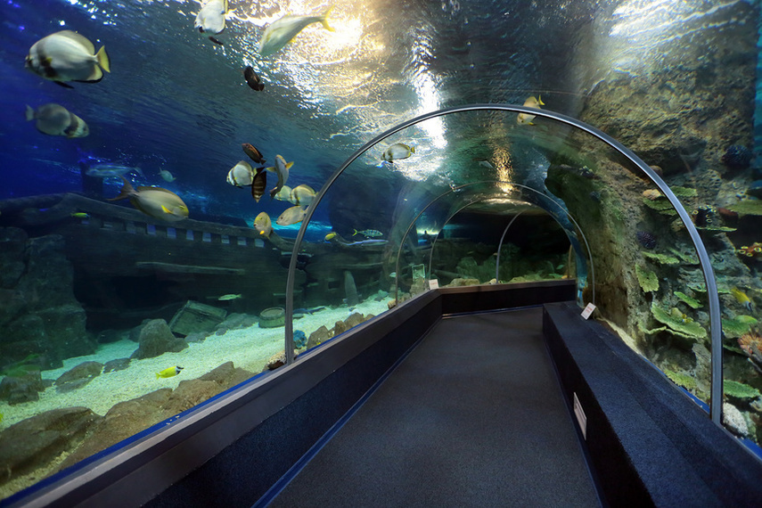 In the city of Sochi, the oceanarium allows you to literally plunge into the water world
