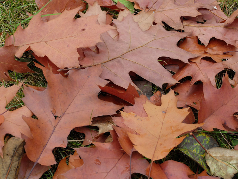 Опавшие листья - материал для укрытия ирисов на зиму