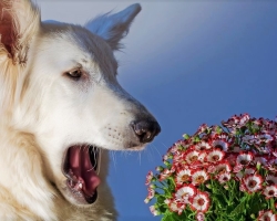 Allergia kutyákban: tünetek, okok, kezelési módszerek. Hogyan nyilvánul meg az élelmiszer -allergia kutyákban? Mit lehet adni a kutyának az allergiás viszketéséből? A kutyák allergiájából származó táblagépek és kenőcsök listája