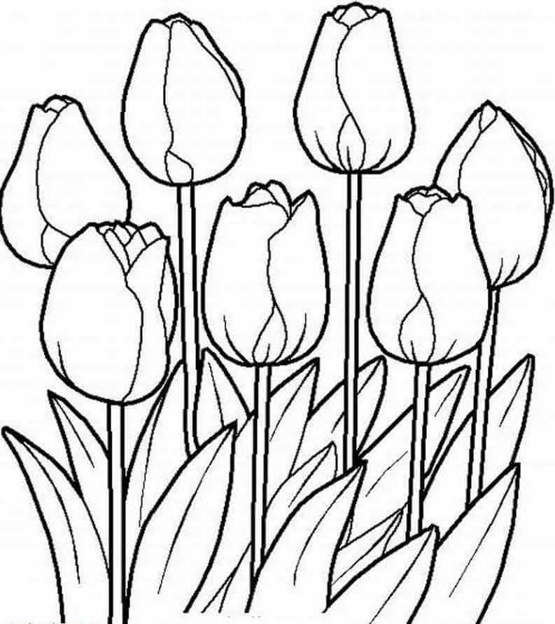 Тюльпаны: шаблоны для вырезания из бумаги