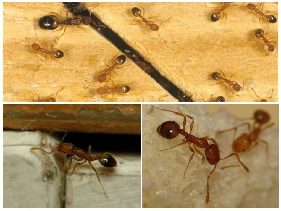 Brown ants