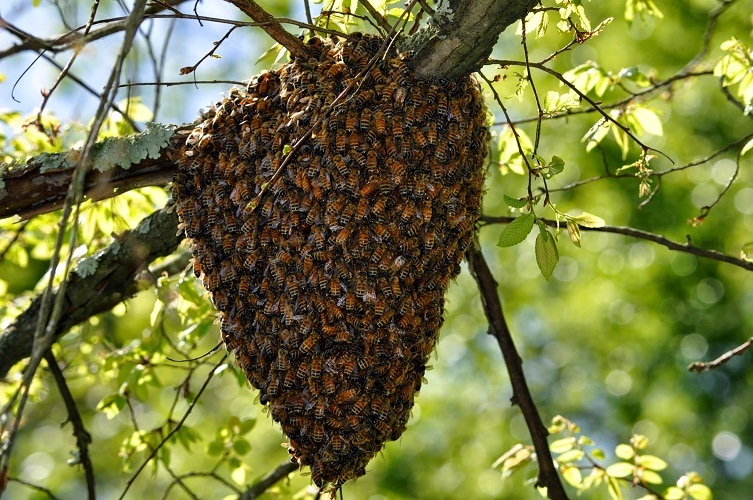 A frightening bee swarm advises to take a closer look at the environment