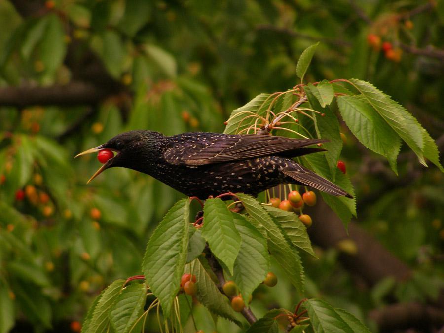 پرندگان روی گیلاس