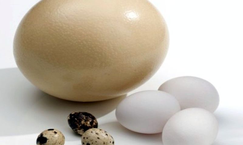 Huevos y cáscaras crudas y hervidas: beneficios y daño al cuerpo. Quail, pollo, ganso, pato, cautzars, pavo, huevos de faisán: beneficios y daños para hombres, mujeres, niños, ¿cómo tomarlo?