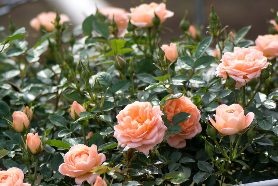 Roses care tips spring