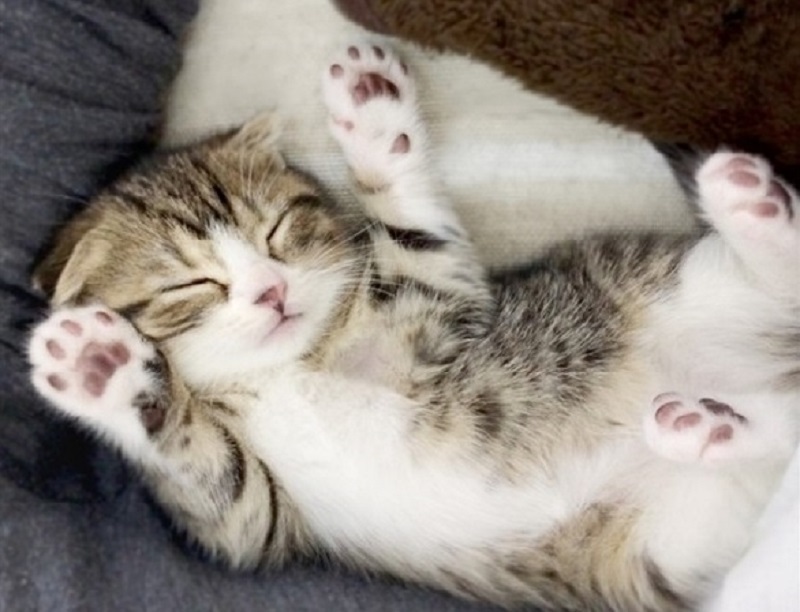 Позы кошки во сне и их значение