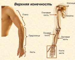 The anatomical structure of the human hand with the names: the names of the basic parts of the hand, features, photos