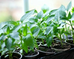 When you need to start feeding the seedlings of pepper: a top dressing schedule. How to understand that it is time to feed peppers seedlings? How to feed peppers seedlings: scheme, rules