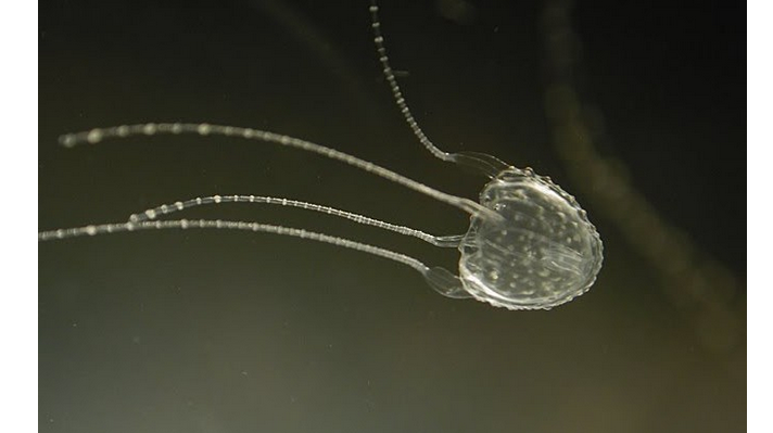 Самая маленькая медуза в мире