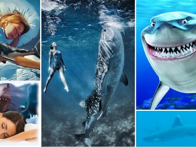 Interprétation de rêve - Shark: Quel est le rêve dans un poisson de rêve blanc, mort et de requin? Pourquoi les requins rêvent-ils dans l'eau, dans la mer à une femme, une fille, un homme: interprétation du sommeil