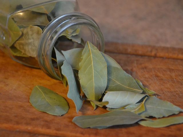 Hoja de la bahía para los deseos satisfactorios de amor, para atraer el amor. Rituales con una hoja de laurel para el amor. Bad Leaf: Signs for Love