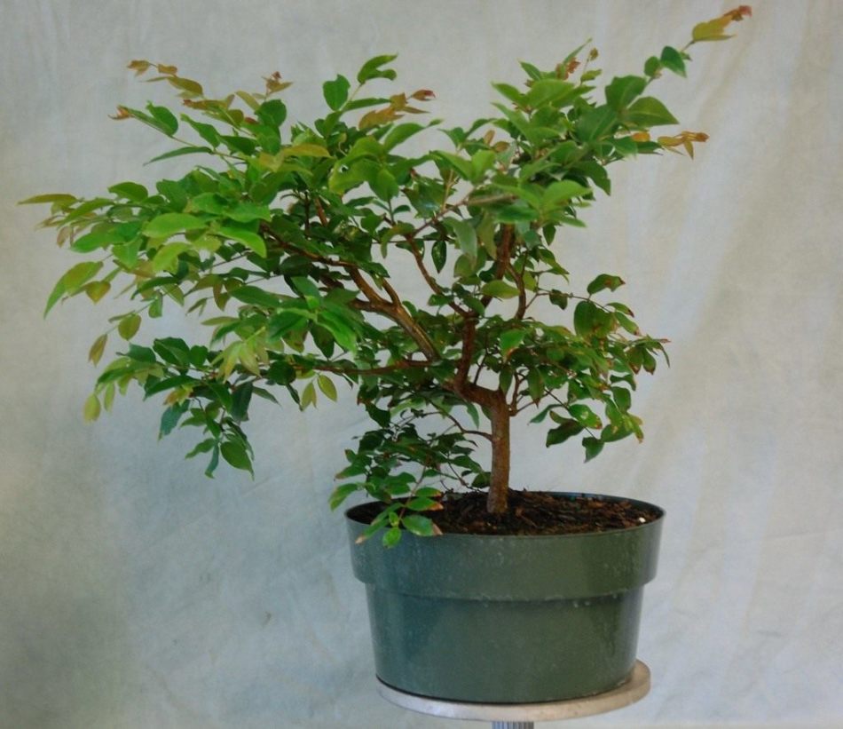 Di rumah, Zhabotikabu ditanam untuk bonsai.