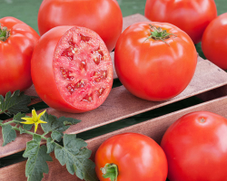 How to feed tomatoes during and after planting seedlings in a greenhouse and open ground, dive, during flowering, fruiting, how to make a basic and fuel feeding tomato? How to determine how to feed the tomatoes if the leaves are yellow, purple, small fruits, or they are burning?
