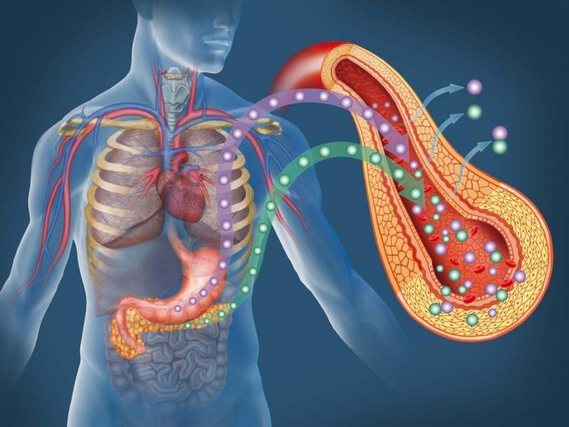 The hormone insulin produced by the pancreas regulates the metabolism in the body