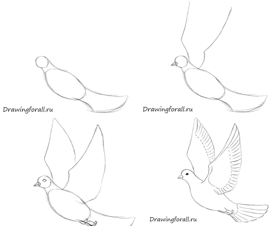 Comment dessiner une colombe