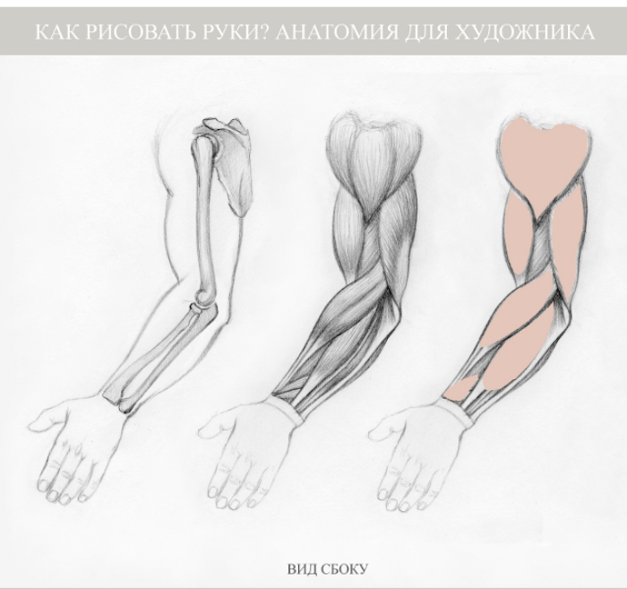 Как двигается рука человека. Пронация руки пластическая анатомия. Анатомия руки человека для художников. Анатомия предплечья для художников. Мышцы руки анатомия для художников.