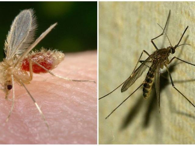 Москит и комар: отличия — как отличить москита от комара по внешнему виду, среде обитания, особенностям размножения?