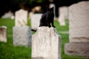 Apa yang Datang Kucing ke Pemakaman: Tanda