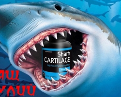 Sharks cartilage for joints: composition and application, dosage, safety and side effects