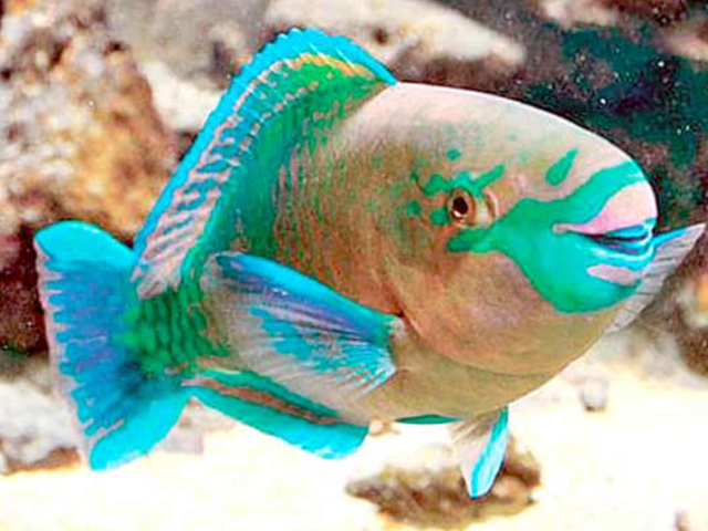 Рыба-попугай аквариумная: содержание и совместимость, описание и фото