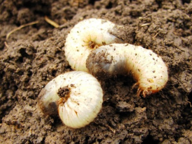 Личинки майского жука: как с ними бороться?