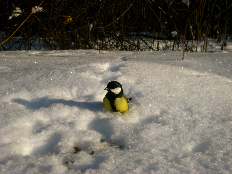 Синица в снегу, которая, по-видимому, хочет полакомиться семенами подсолнуха