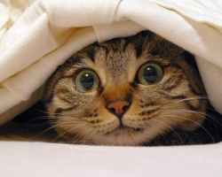 Кошка гадит на кровать: причины, что делать, приметы