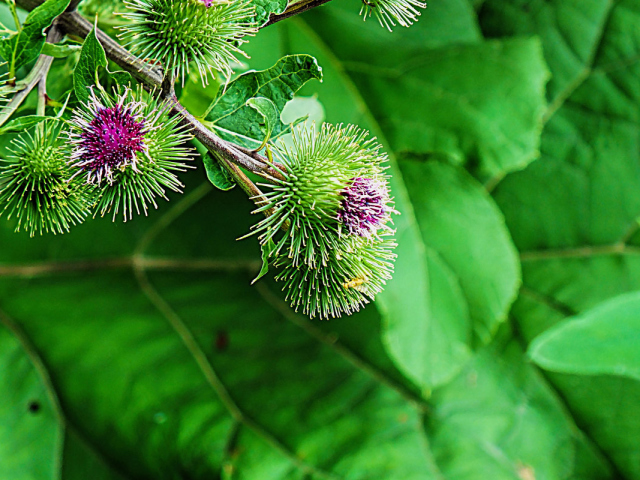 Burdock sok - terapijska svojstva: Kako prihvatiti, kako pohraniti i kuhati?