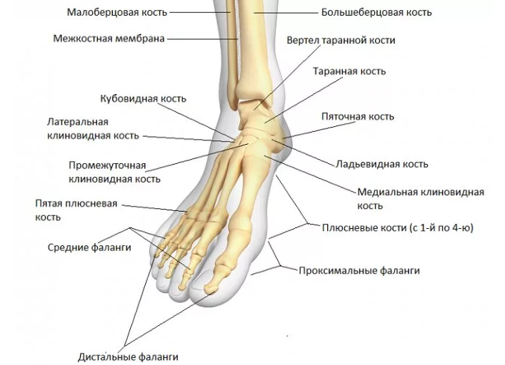 Строение ноги человека. Нижняя конечность кости ноги анатомия. Строение ноги человека ниже колена кости. Нога анатомия строение кости. Нижняя конечность стопа анатомия кости ноги.