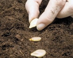 Planting pumpkin seeds in open ground, for seedlings: instructions, recommendations, schemes, methods. Planting pumpkin seeds - which is better?
