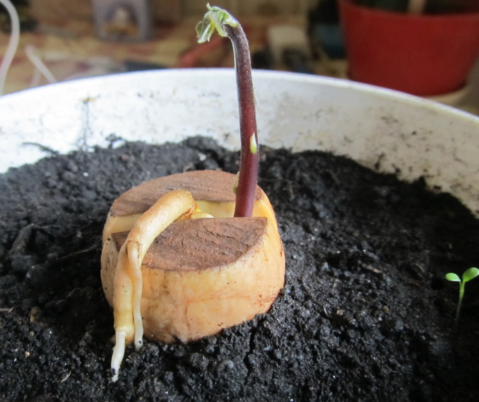 Cultivo de aguacate a partir de un hueso