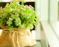 Πώς να αγοράσετε σπόρους λουλουδιών και λαχανικών στο ηλεκτρονικό κατάστημα Aliexpress στα ρωσικά; Aliexpress - Βολβοί και σπόροι λουλουδιών και λαχανικών από την Κίνα: Κατάλογος, Τιμή, Φωτογραφία, Κριτικές