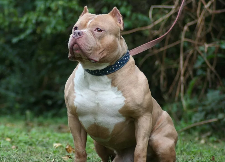 Питбуль: жестокая и опасная порода собак с зверской силой укуса