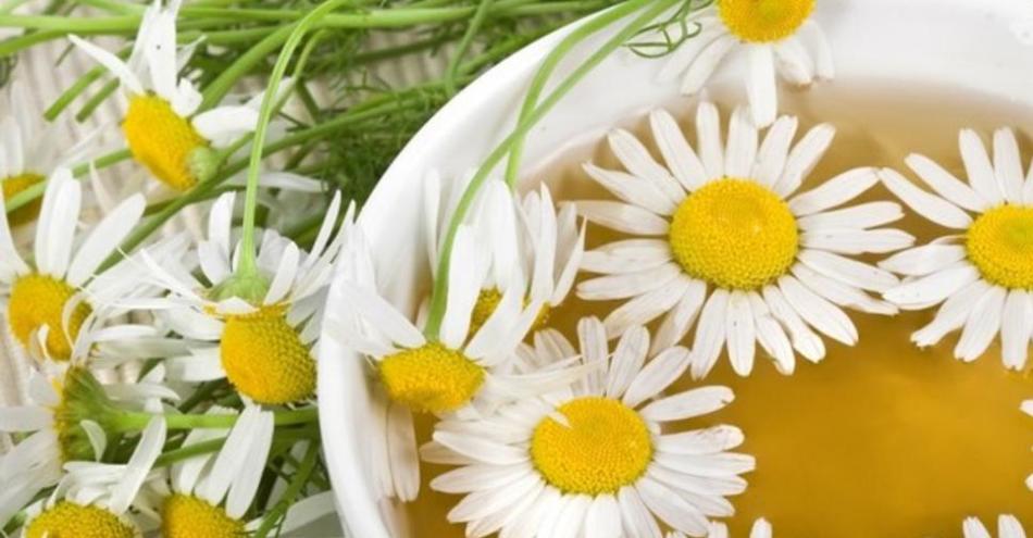 Decoction of chamomile