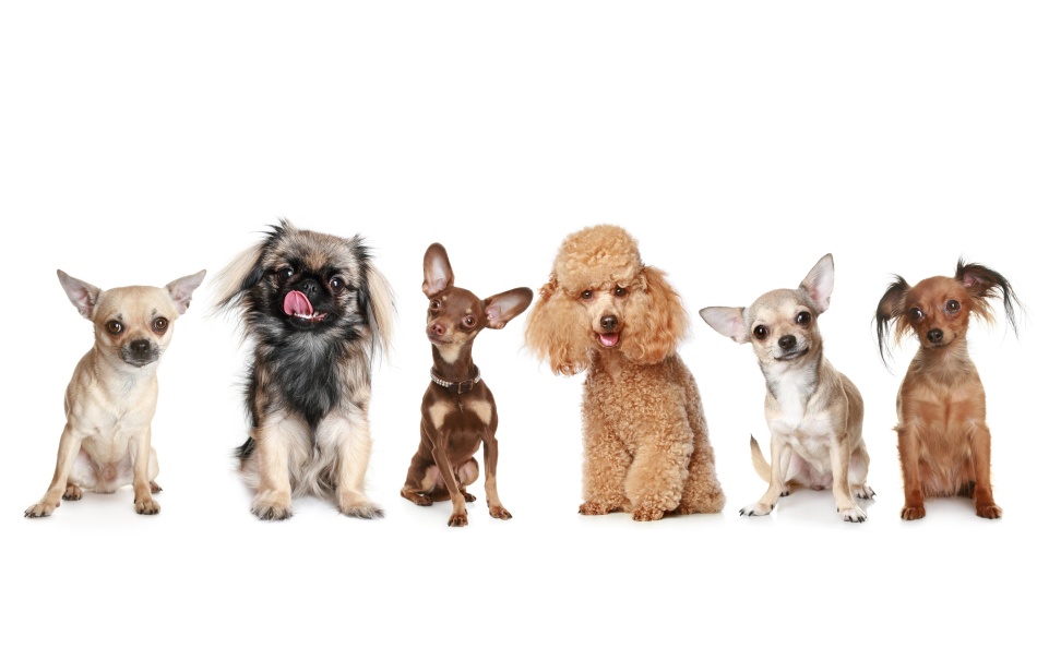 Как выбрать когтерезку для собаки | Блог ветклиники "Беланта"