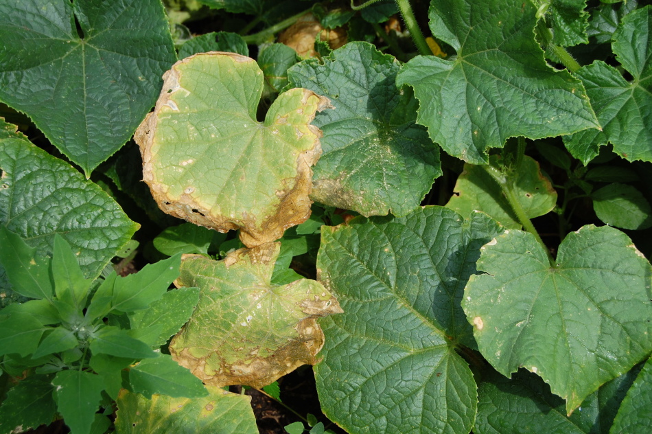 Why do the leaves of cucumbers in the ground turn yellow and dry?