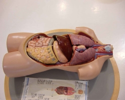 Ανθρώπινη ανατομία. Η δομή και η θέση των εσωτερικών οργάνων του ανθρώπου. Τα όργανα του στήθους, της κοιλιακής κοιλότητας, των οργάνων μιας μικρής λεκάνης