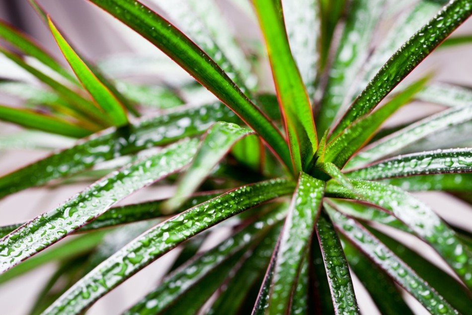 Dracaena szereti permetezni egy permetezési pisztolyból