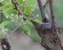 Morozoboins - what is it and how to deal with them? How to treat fruit trees to treat fruit trees?