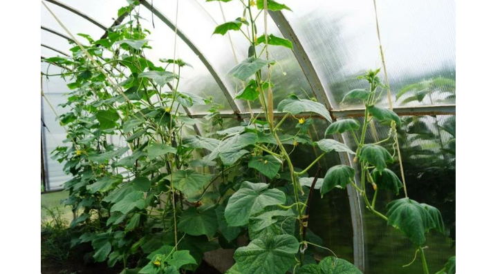 The formation of cucumbers 