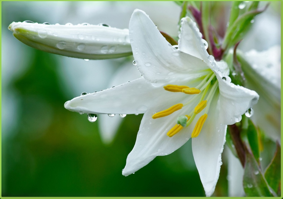 Lilies in diamonds of dew are charming, but water harms them