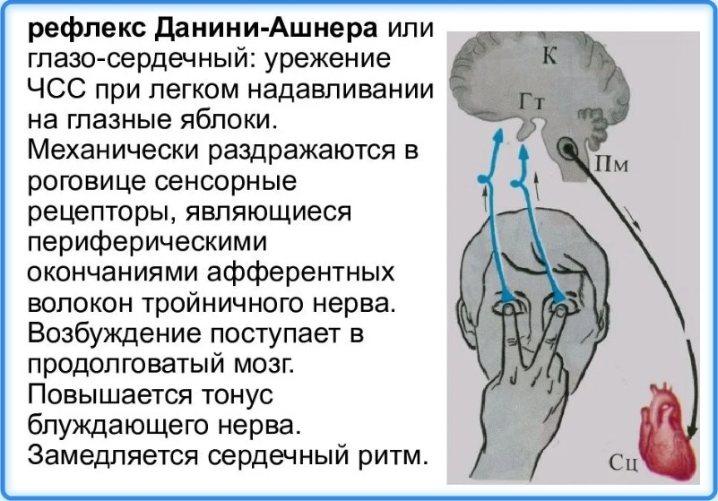 Глазосердечный рефлекс физиология схема